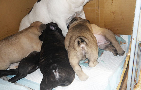 フレンチブルドッグ子犬情報